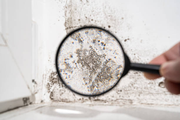 Why You Should Choose Our Mold Remediation Services in Omega, GA